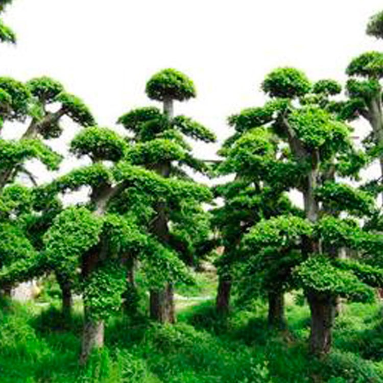 出售造型榆樹 景觀綠化樹榆樹 榆樹苗 種植 可批發