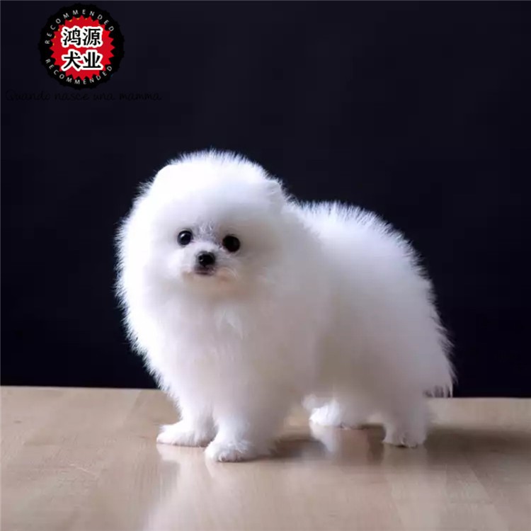 種博美幼犬活體 血統(tǒng) 小型博美犬白色 活體寵物狗狗 一件代發(fā)