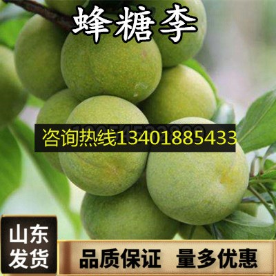 四川蜂糖李子苗冰糖李嫁接李子樹苗空心李脫骨李汶川青脆李