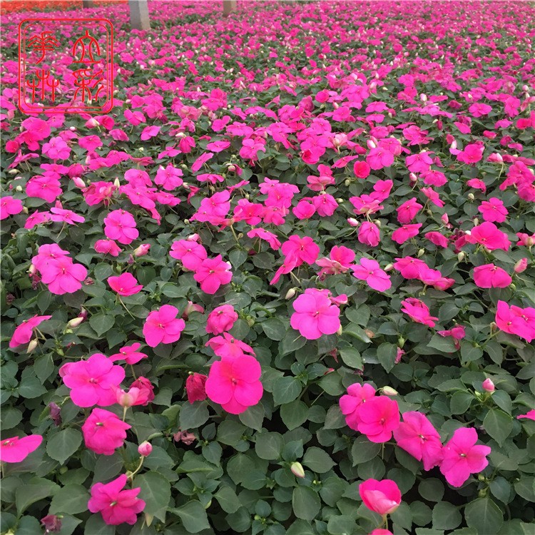 非洲鳳仙 青州花卉基地  非洲鳳仙花價(jià)格 非洲鳳仙圖片