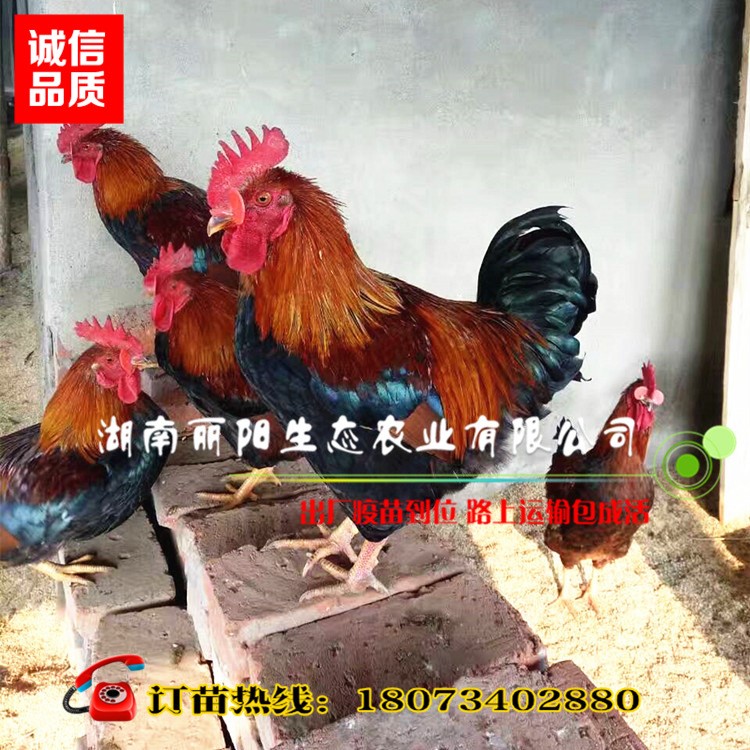 快大型肉鸡苗活体麻七鸡苗港麻鸡苗麻红鸡苗另有良凤花鸡麻六鸡苗