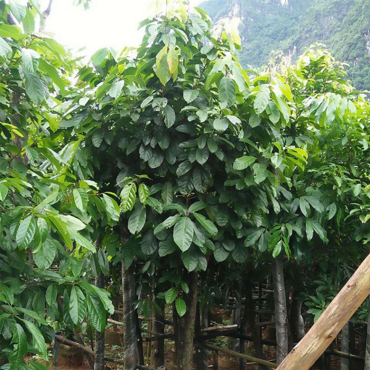 廣西園林基地現貨供應萍婆袋苗園林喬木 綠化苗木行道樹苗
