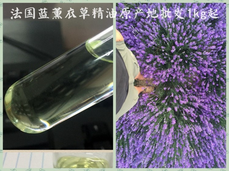 薰衣草精油廠家直銷新疆伊犁薰衣精油 法國藍批發(fā)無稀釋