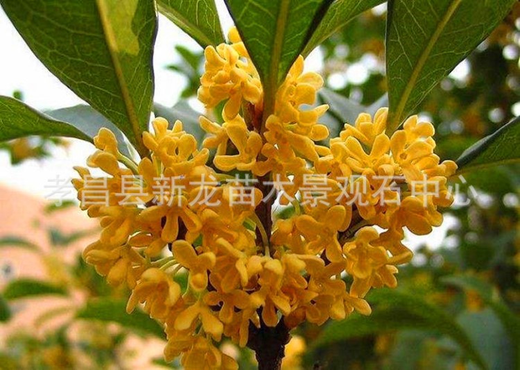 直銷桂花 批發(fā)桂花樹 供應桂花樹 咸寧桂花價格  桂花樹價格