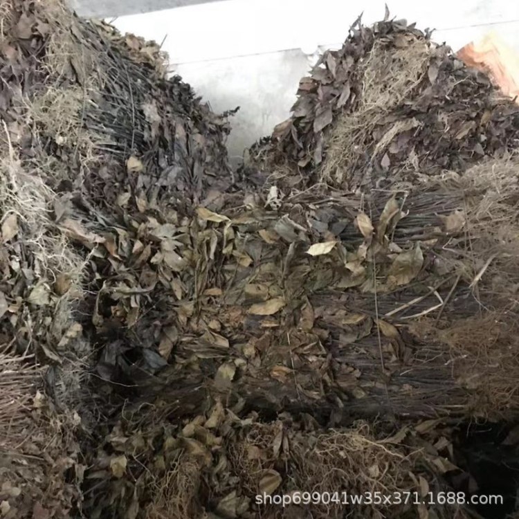 野生腫節風 九節茶 九節風 接骨蓮 隔年紅 按骨蘭 草珊瑚