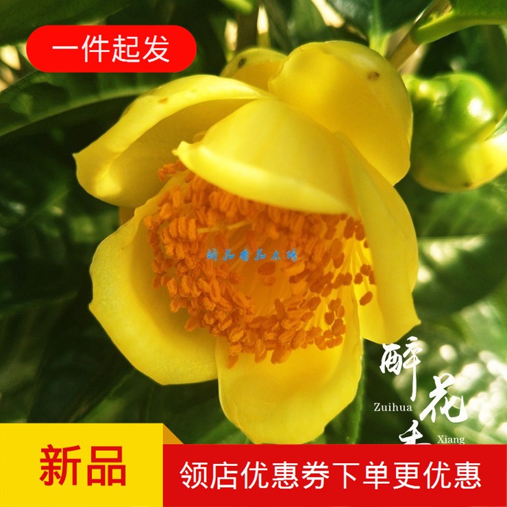 黄遵金花茶 绿植花卉盆栽 阳台客厅花苗庭院植物办公室盆景 包邮