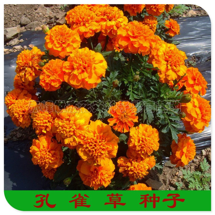 孔雀草種子 一代孔雀草 孔雀菊花種子 盆栽孔雀草 小萬(wàn)壽菊