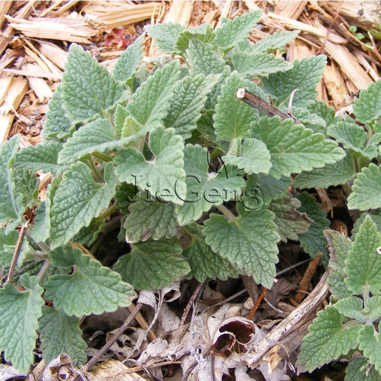 貓薄荷種子 荊芥 貓草Catnip 貓咪的喜愛 香辛料香草花卉種子