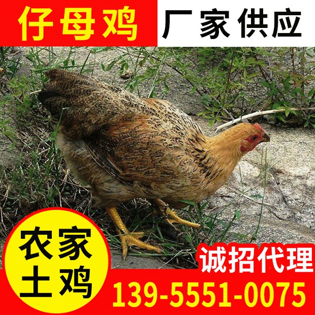 可預(yù)訂大量仔母雞 農(nóng)家飼養(yǎng)土雞 綠殼雞蛋土雞批發(fā)