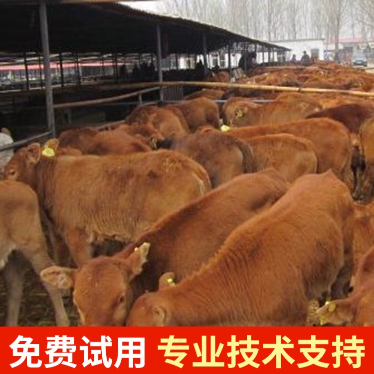 提高發(fā)酵床技術(shù)吸收率貯存質(zhì)量地衣芽孢桿菌與牛飼料發(fā)酵劑一樣好