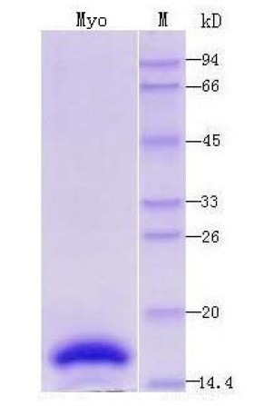 肌紅蛋白(MYO)原料