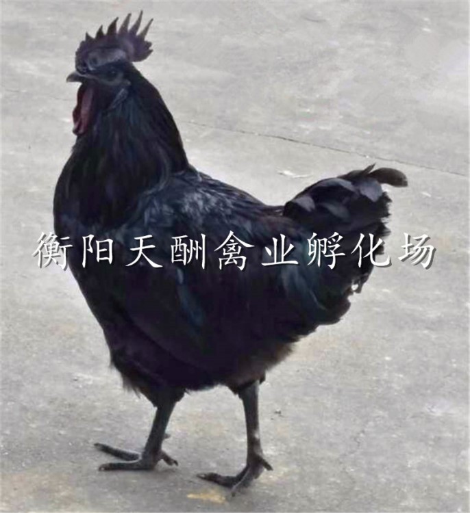 孵化場 直銷 種烏雞苗  五黑一綠綠殼蛋雞  黑骨烏雞 五