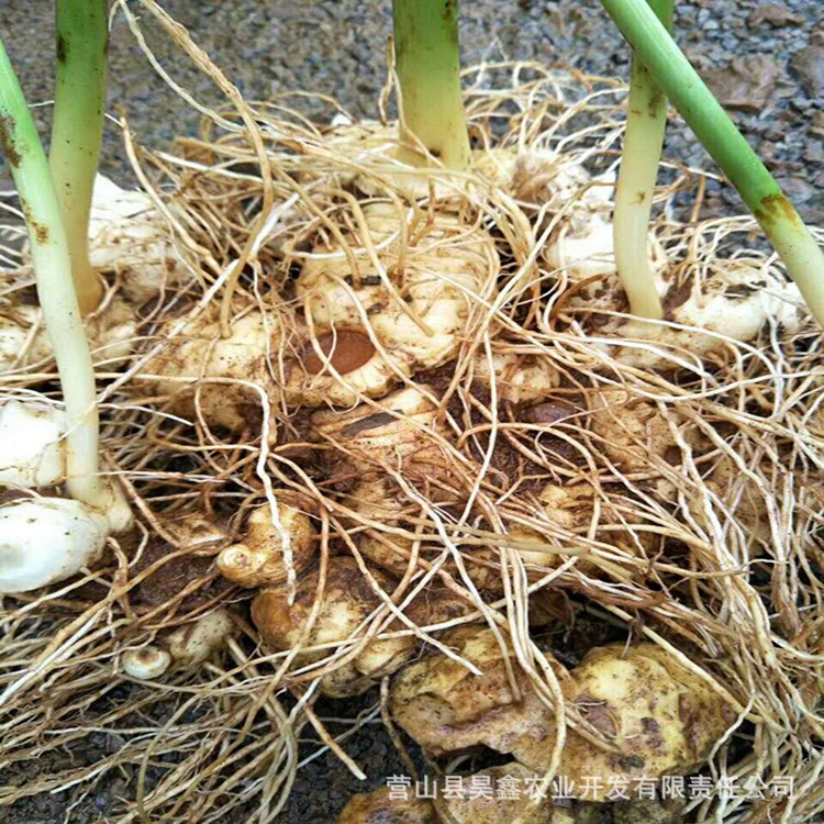 四川高桿不倒苗 姜型多花甜花精 基地直銷 歡迎實地考察