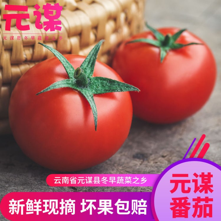 绿色无公害西红柿露天种植自然成熟沙瓤云南番茄一件代发全国包邮