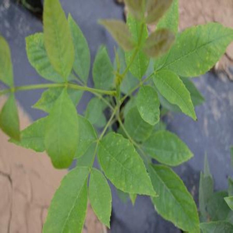 *供應 綠化工程樹 一年生 多年生白蠟樹 嫁接速生白蠟 規(guī)格
