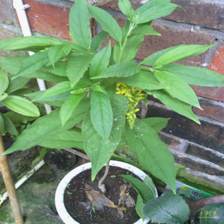 野生草 药材种苗 倒吊黄花倒水莲树苗 黄花远志根带带 植物牛奶根