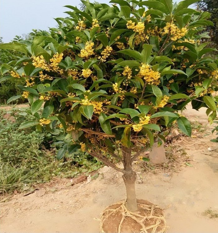 桂花樹(shù)苗金桂丹桂 嫁接桂花盆栽地載沉香桂花苗 桂花樹(shù)苗包郵