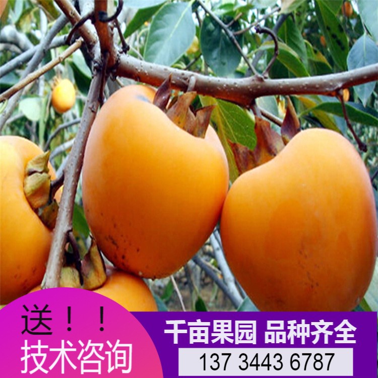 現挖現賣優良嫁接大牛心柿子樹  苗圃供應庭院種植磨盤柿樹苗