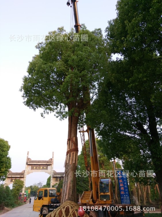 基地直销 60公分香樟 30公分60公分香樟 湖南移植大香樟