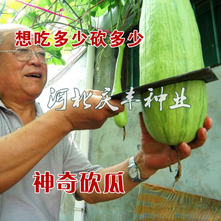 天下奇瓜 砍瓜種子 隨吃隨砍 早熟 南瓜種子蔬菜種子大棚露地均可