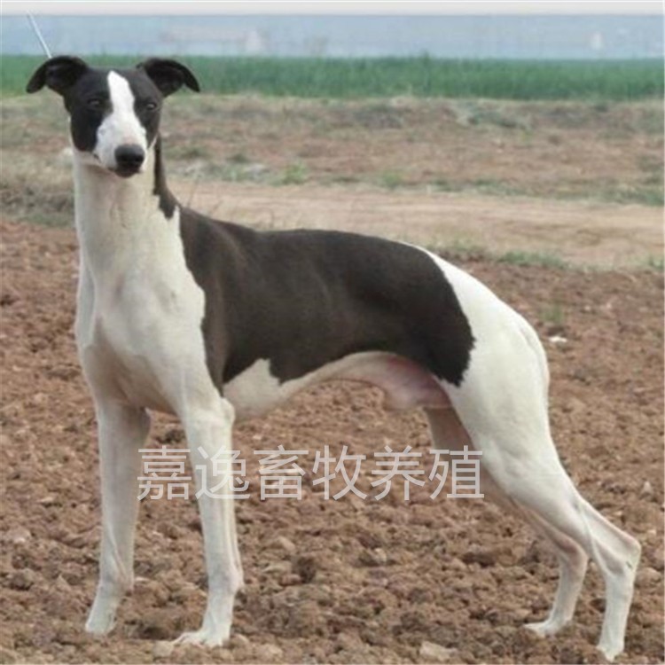 基地養殖種格力犬  成年惠比特  全活格力犬錢一條