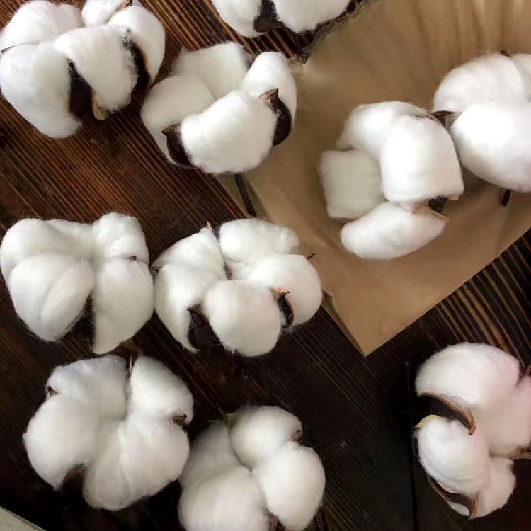 永生花干花擺設(shè)會展藝術(shù)婚慶棉花拍攝道具批發(fā)單只棉花帶枝白色