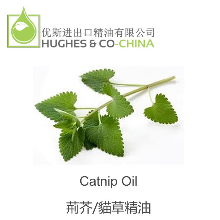 英國優(yōu)斯 荊芥貓薄荷精油芳療護(hù)膚美容驅(qū)蚊 精油原料批發(fā)