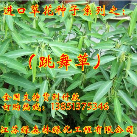 跳舞草種盆栽 花草種觀葉植物 可動(dòng)