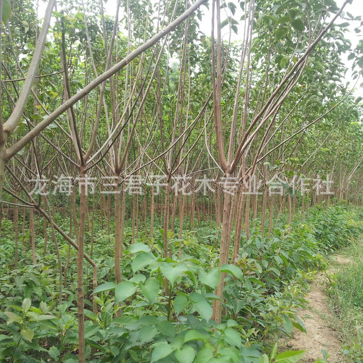 基地种植重阳木(秋枫) 重阳木行道树 秋枫价格