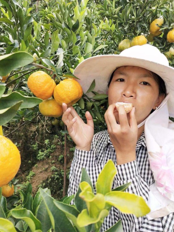 【粒大汁多】云南碰柑柑橘柑桔大橘子手剝橘酸甜適中當季水果新鮮