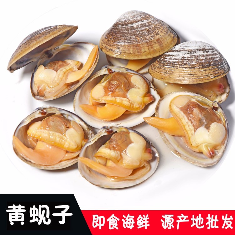 【丹東】黃蜆子真空即食花甲蛤蜊鮮活海鮮特產(chǎn)冷凍海鮮加工廠批發(fā)