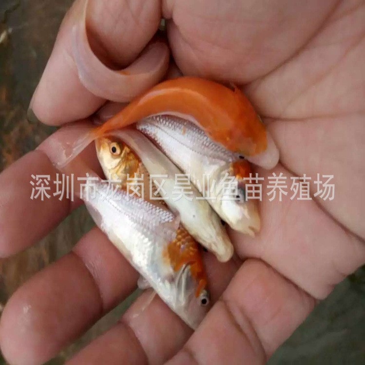 大量供應批發(fā)淡水養(yǎng)殖 錦鯉魚苗價格實惠 成活高