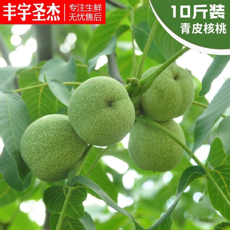 果園直銷青皮核桃10斤裝現摘現發新鮮薄皮核桃一件代發綠皮嫩核桃