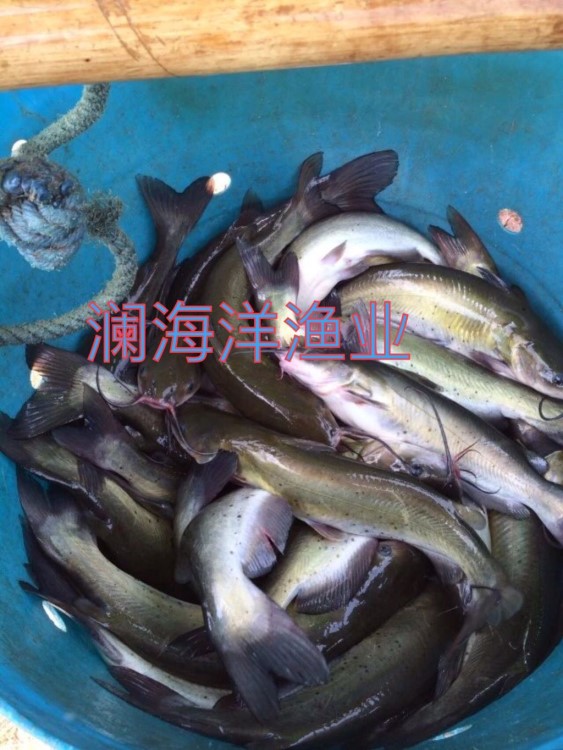  叉尾鮰 斑點(diǎn)叉尾苗 鮰魚苗 鉗魚 叉尾魚苗批發(fā)