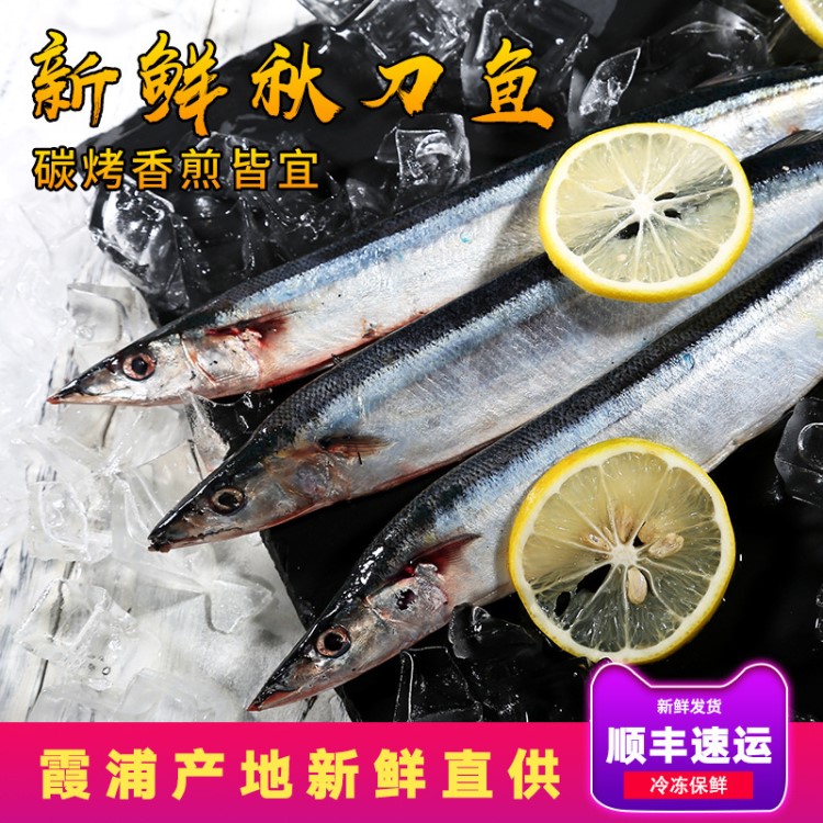 新鮮冷凍秋刀魚(yú)霞浦鮮活水產(chǎn)碳燒烤食材真空包裝批發(fā)海鮮料理600g