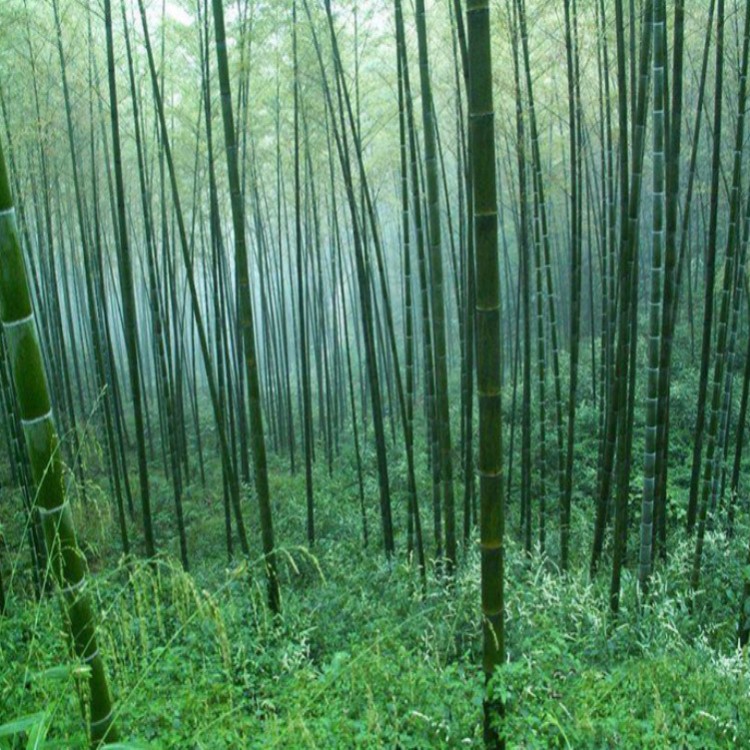 批发绿化竹子  四季常青 竹类植物 绿化工程用 竹子系列 山体固坡