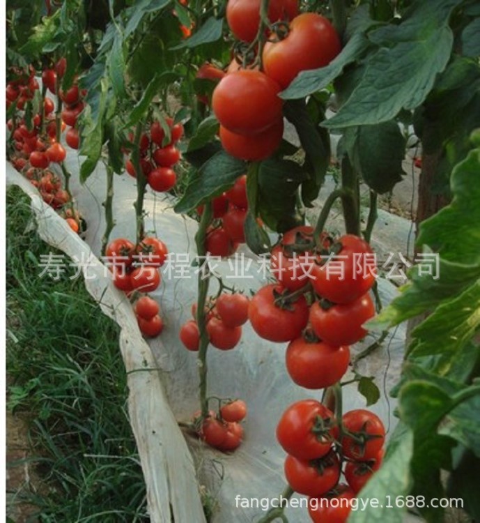 1000粒包郵2008大紅色番茄西紅柿種子 抗病 耐運(yùn)輸