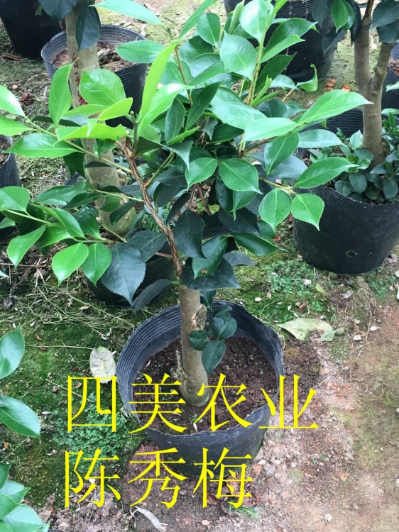 嫁接三到五公分的綠云 白天鵝 賽牡丹 姚黃魏紫 可娜等茶花