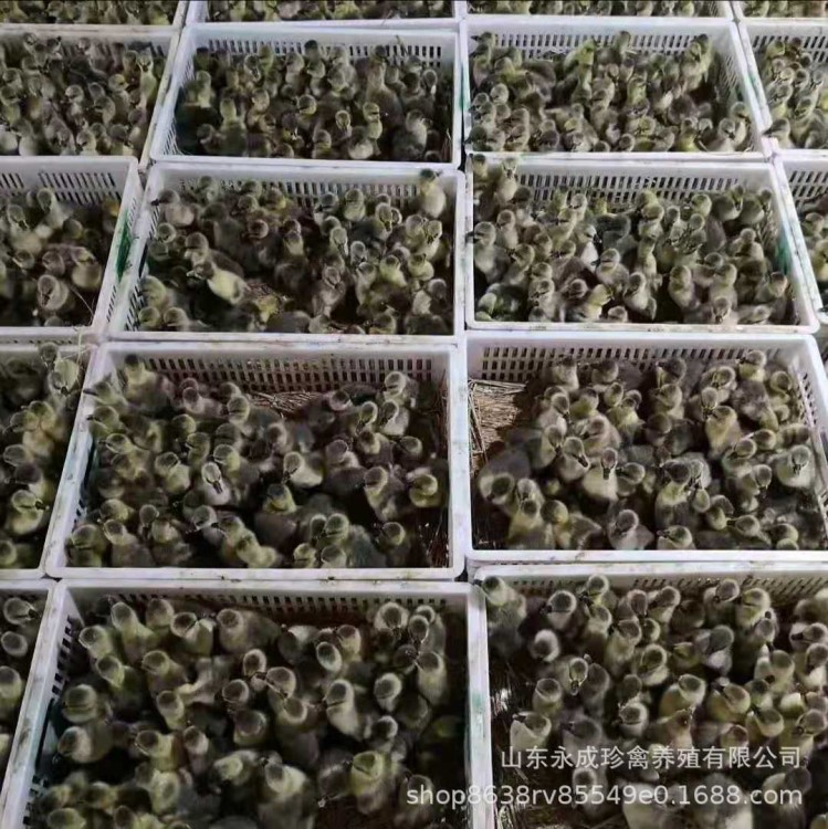 貴州云南廣東鵝苗批發(fā)基地 品質(zhì)好獅頭鵝大白鵝苗三花鵝朗德鵝苗