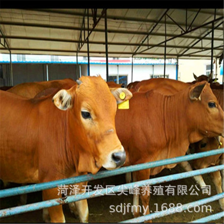 牛羊之鄉出售黃牛犢  肉牛苗批發 牛犢教養牛技術