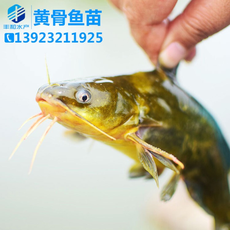 黃顙魚苗 黃骨魚苗 黃顙水花 黃辣丁苗 淡水魚苗魚春苗