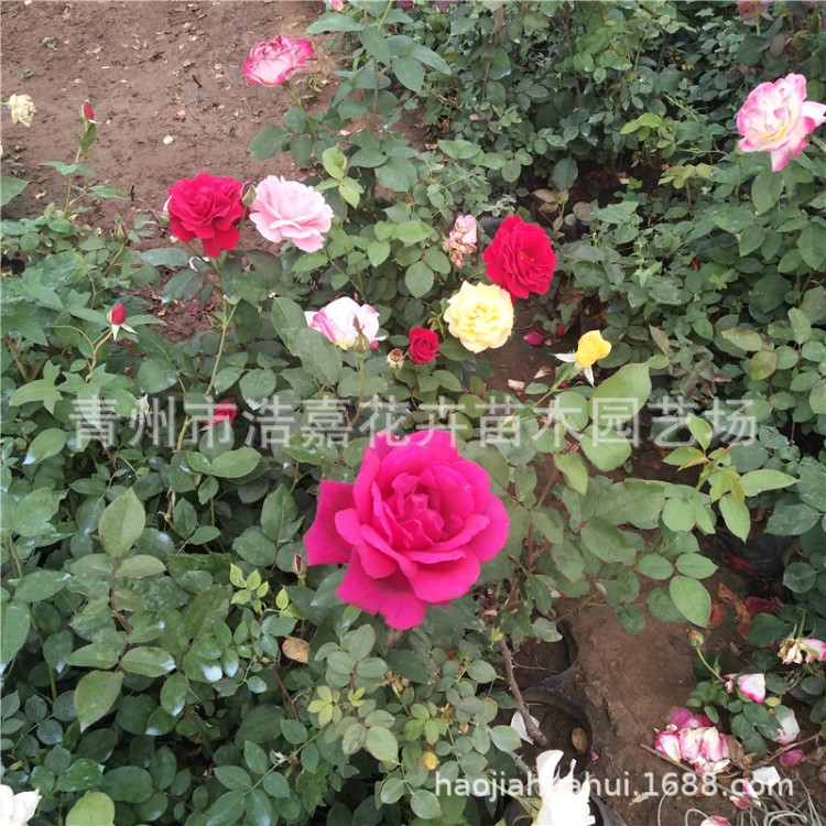 青州浩嘉花卉直銷大花月季 豐花月季 薔薇 品種月季 量大從優(yōu)