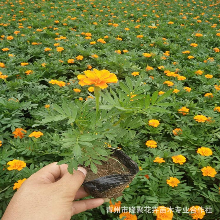 批发孔雀草苗 各种时令草花 绿化花草小苗孔雀草花草 可盆栽