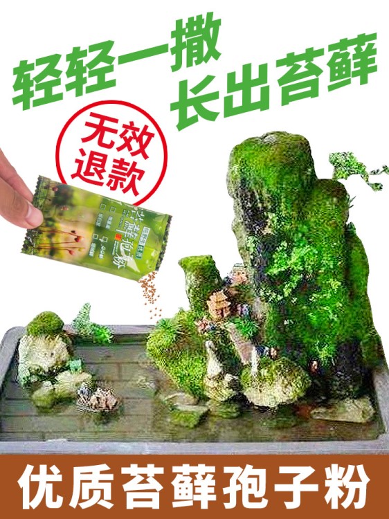 吸水石植物鋪面微景觀假山盆景上水石苔蘚種籽野生青苔種子孢子粉