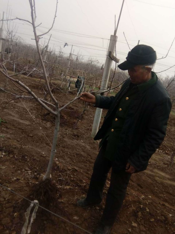 庭院种植用苹果树、桃树，景观果树，占地苹果树