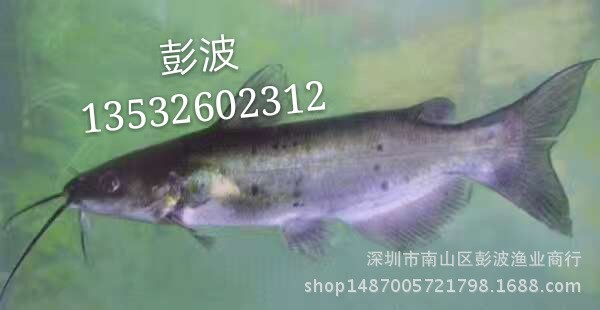 斑點(diǎn)叉尾鮰魚(yú)苗批發(fā) 叉尾苗批發(fā) 叉尾鉗魚(yú)苗供應(yīng)