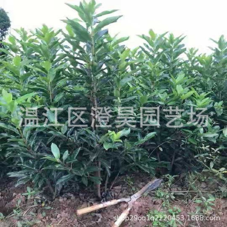 成都苗木 法國冬青珊瑚樹 產(chǎn)地直銷 質量 品種 歡迎