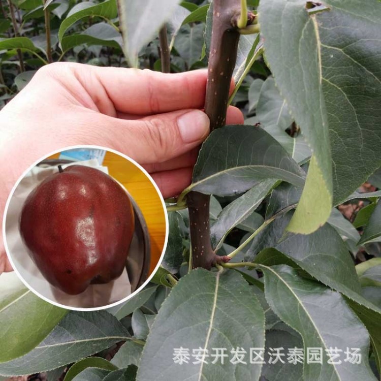 梨樹苗新品種紅巴梨 實地考察 現(xiàn)挖現(xiàn)賣基地種植批發(fā) 成活率高