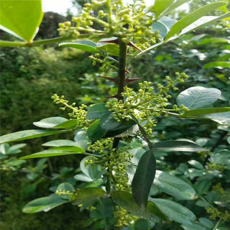 九葉青花椒苗里便宜 重慶地區(qū)麻椒苗批發(fā) 易于管理產(chǎn)量高的麻椒