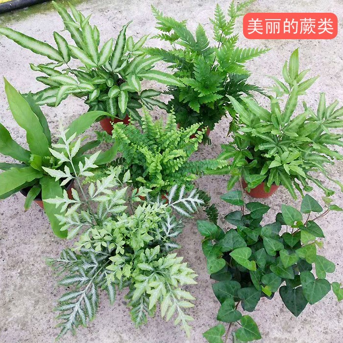 蕨類植物花卉盆景基地出貨鐵線蕨鳳尾蕨波斯頓厥室內(nèi)耐陰盆栽植物